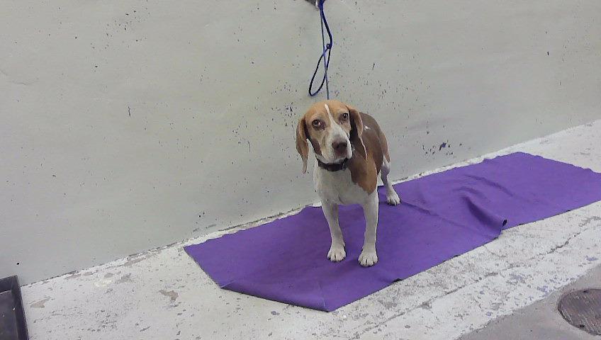 Jazzy