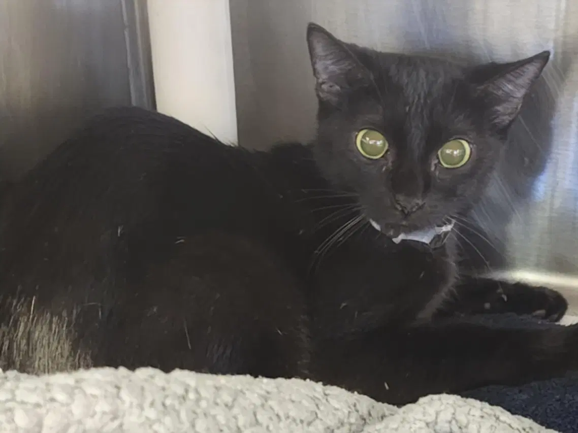 Mochi - Domestic Short Hair