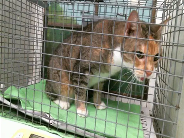 Unknown - Domestic Short Hair