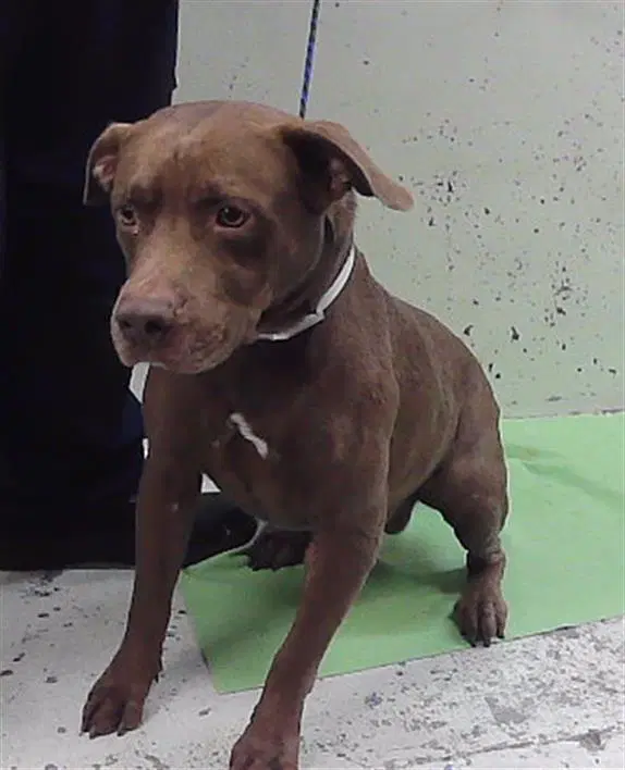 Bravo - Staffordshire Bull Terrier