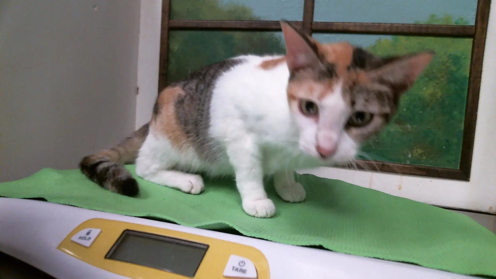 Unknown - Domestic Short Hair