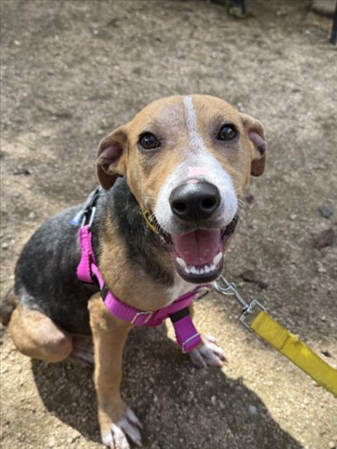 RICHARD, a dog for adoption from City of Houston, Bureau of Animal Regulation and Care