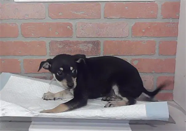 Rusty - Chihuahua
