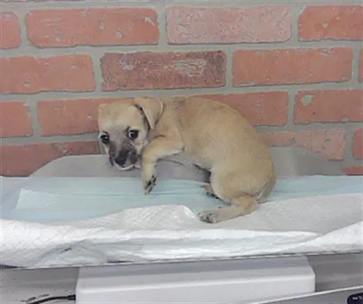 Toffee - Chihuahua