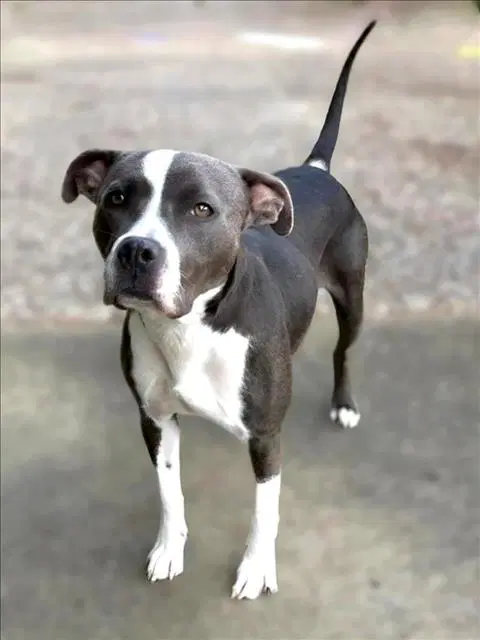 Crystal Michele - Staffordshire Bull Terrier