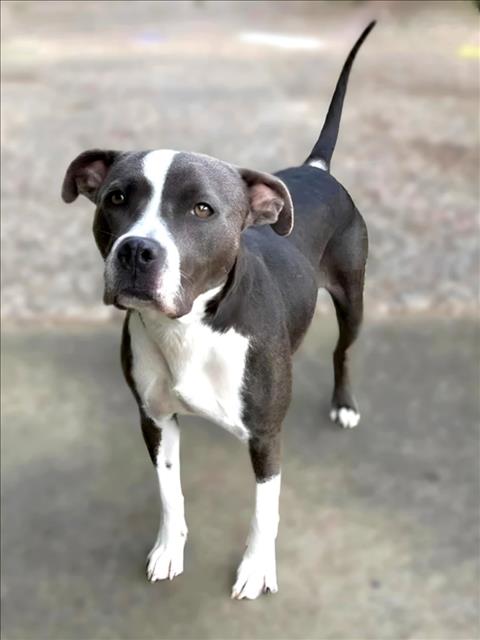 CRYSTAL MICHELE, a dog for adoption from City of Houston, Bureau of Animal Regulation and Care