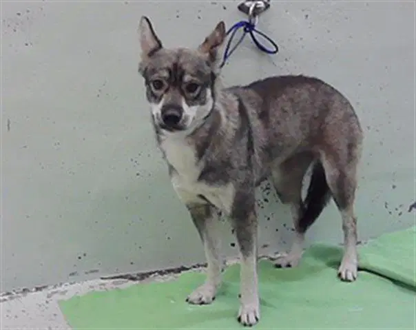 Unknown - Siberian Husky