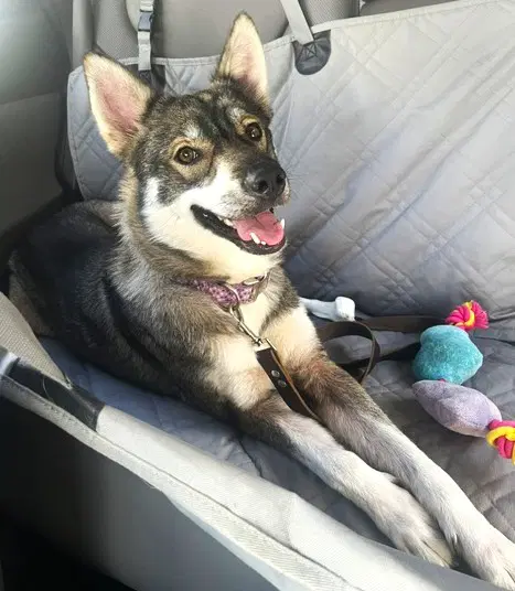 Unknown - Siberian Husky