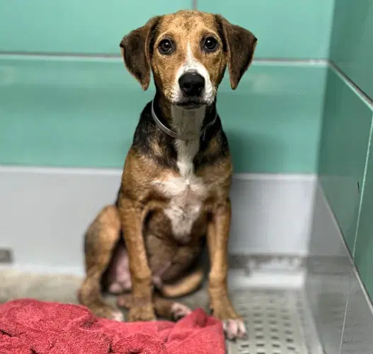 Unknown - Beagle