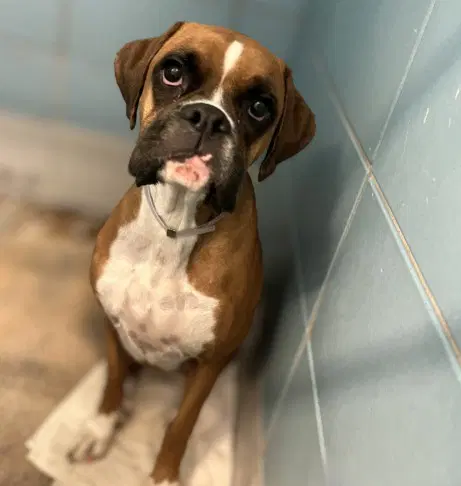 Unknown - Boxer