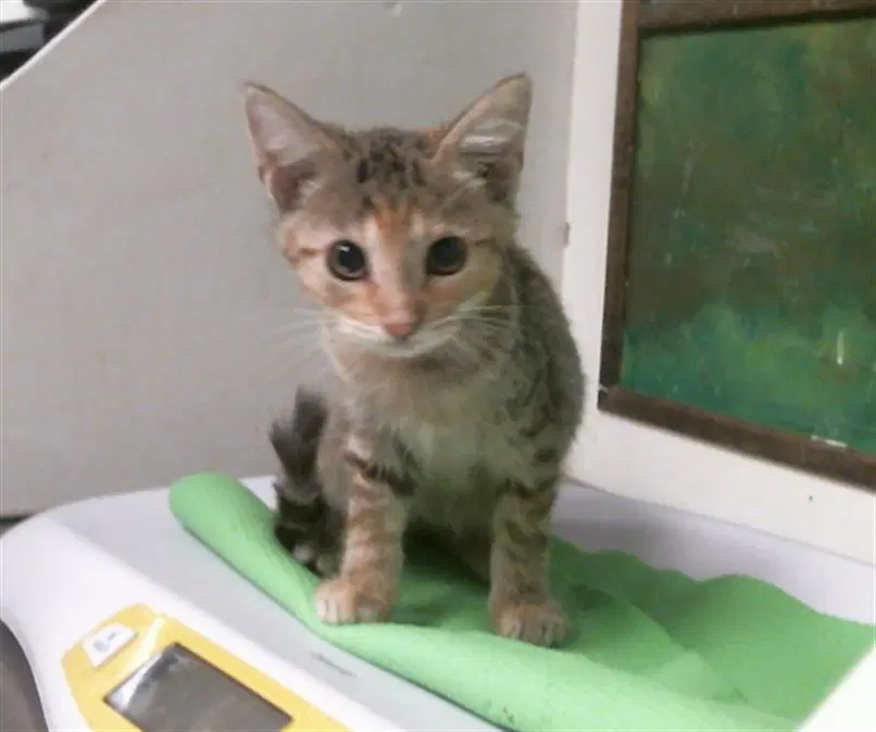 Unknown - Domestic Short Hair