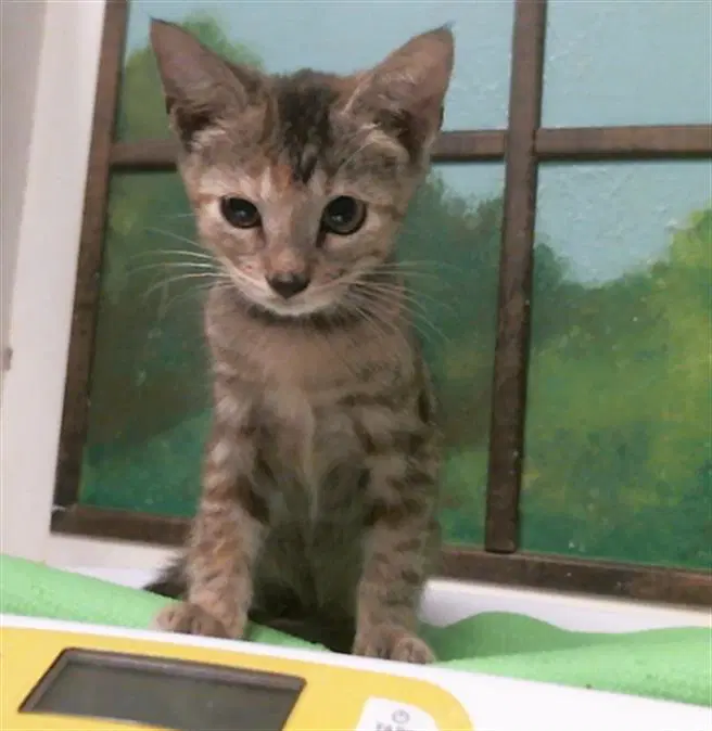 Unknown - Domestic Short Hair