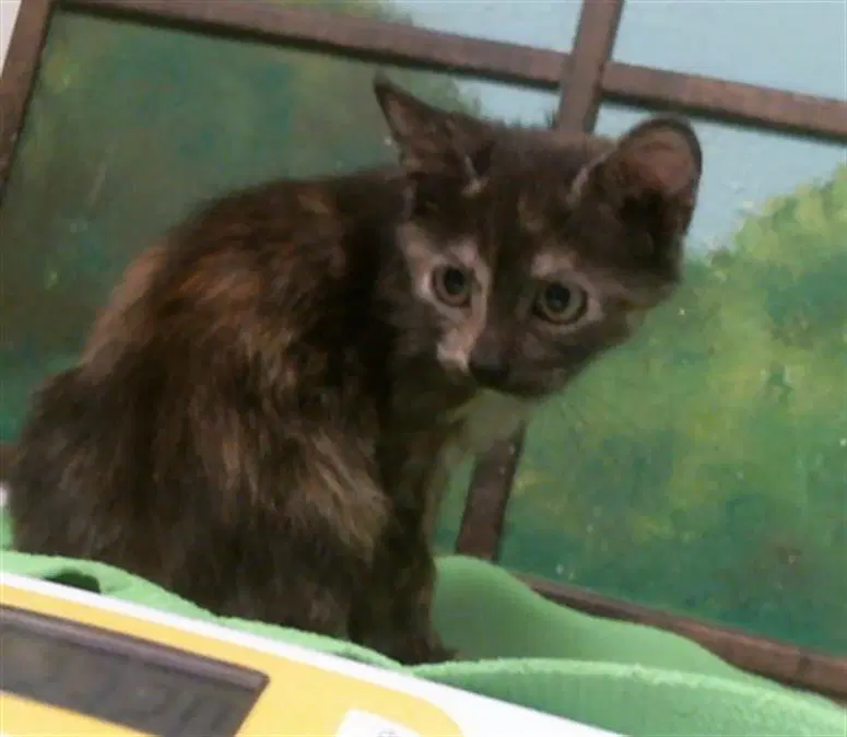 Unknown - Domestic Short Hair