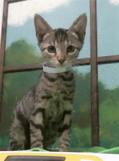 Unknown - Domestic Short Hair