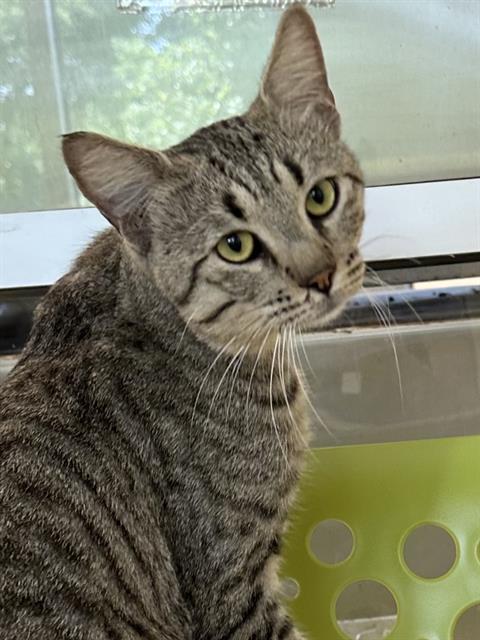 AXEL, a cat for adoption from City of Houston, Bureau of Animal Regulation and Care