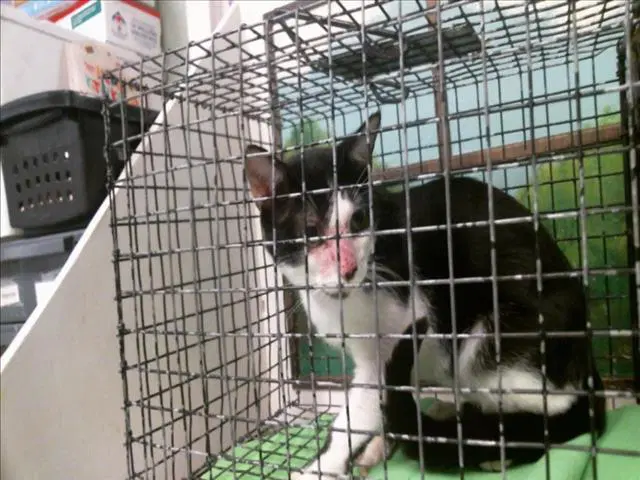 Unknown - Domestic Short Hair