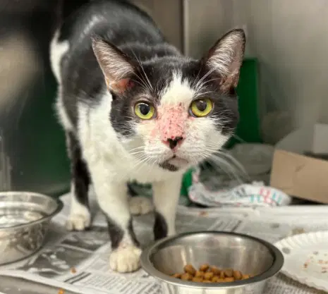 Unknown - Domestic Short Hair