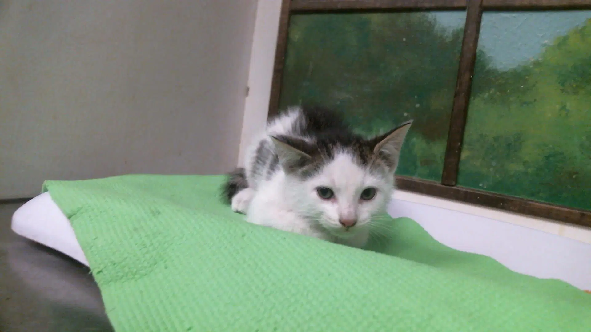 Unknown - Domestic Short Hair