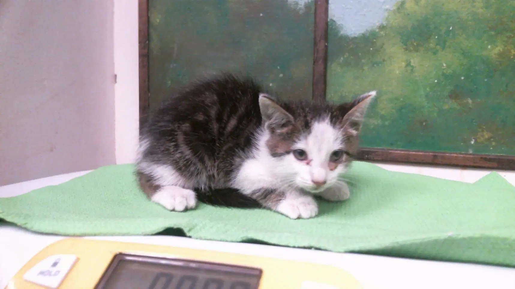 Unknown - Domestic Short Hair