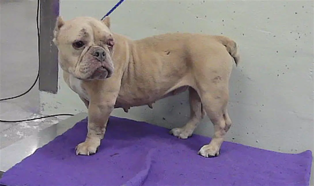 Remi - Bulldog