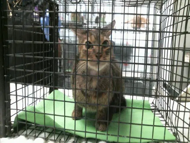 Stevie - Domestic Short Hair