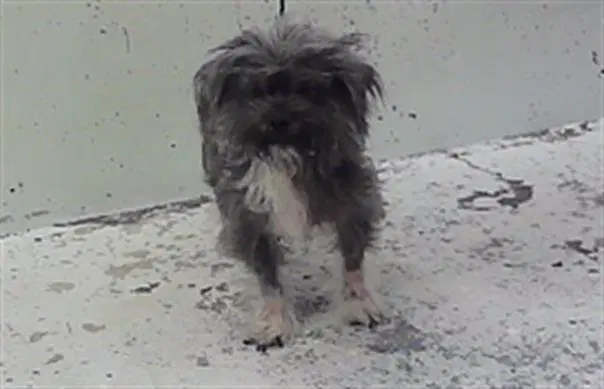 Unknown - Cairn Terrier