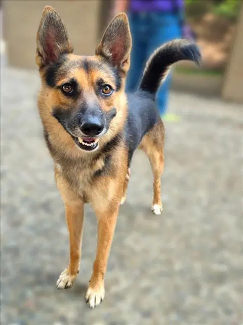 Kevin - German Shepherd Dog