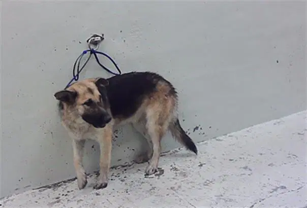 Leyla - German Shepherd Dog