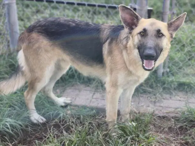 Sultan - German Shepherd Dog