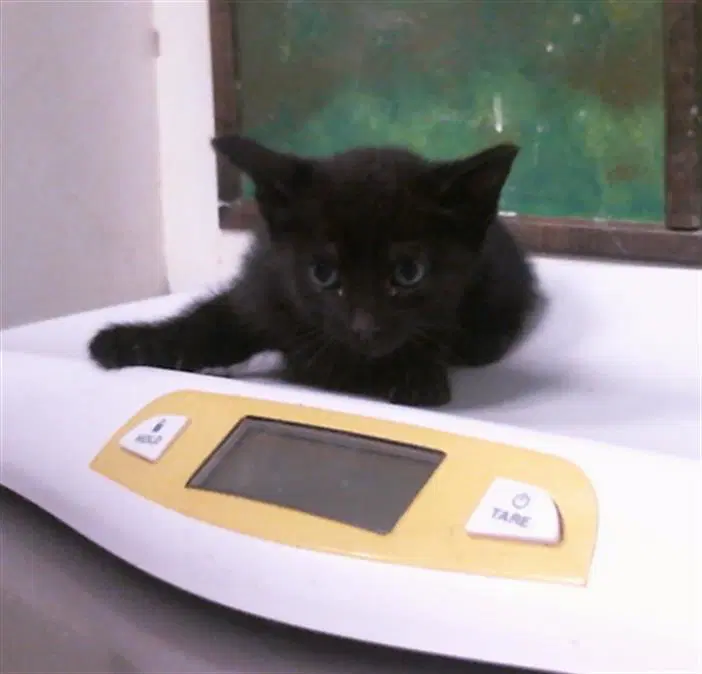 Chickpea - Domestic Short Hair