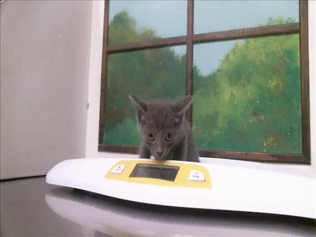 Hummus - Domestic Short Hair