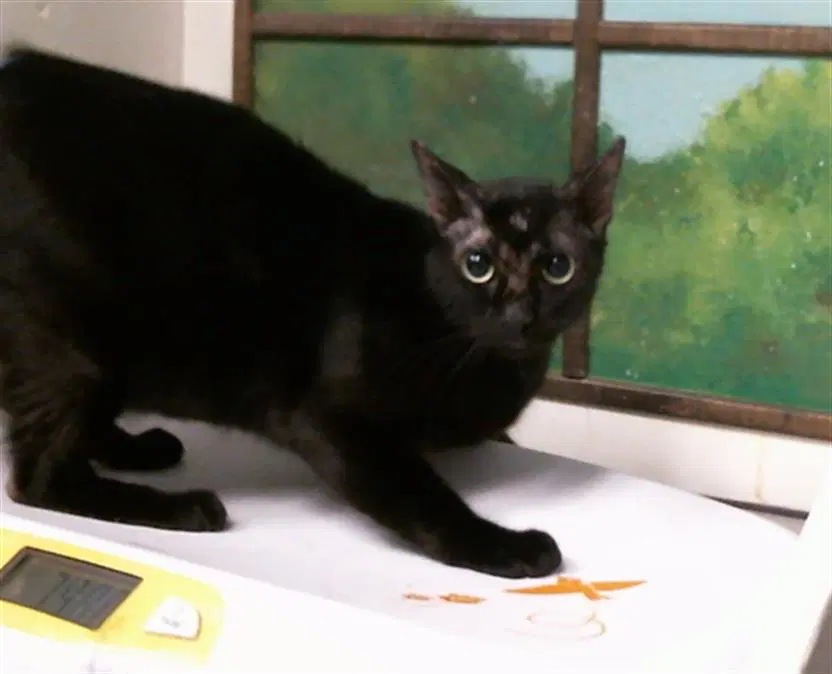 Unknown - Domestic Short Hair