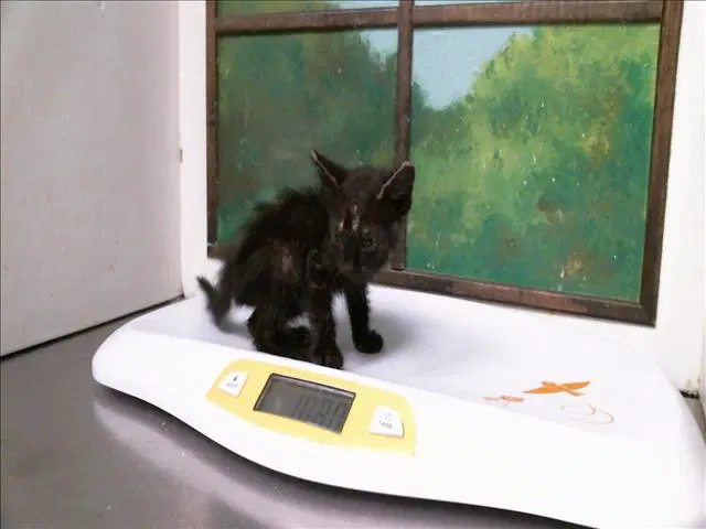 Unknown - Domestic Short Hair