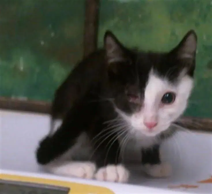 Unknown - Domestic Short Hair