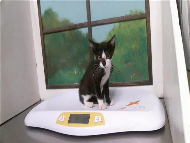Unknown - Domestic Short Hair