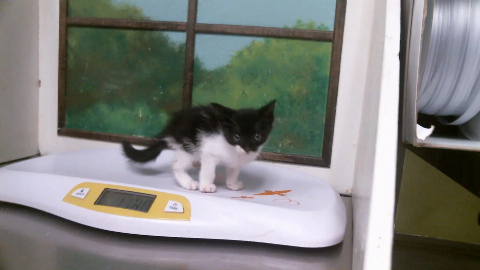 Batman - Domestic Short Hair