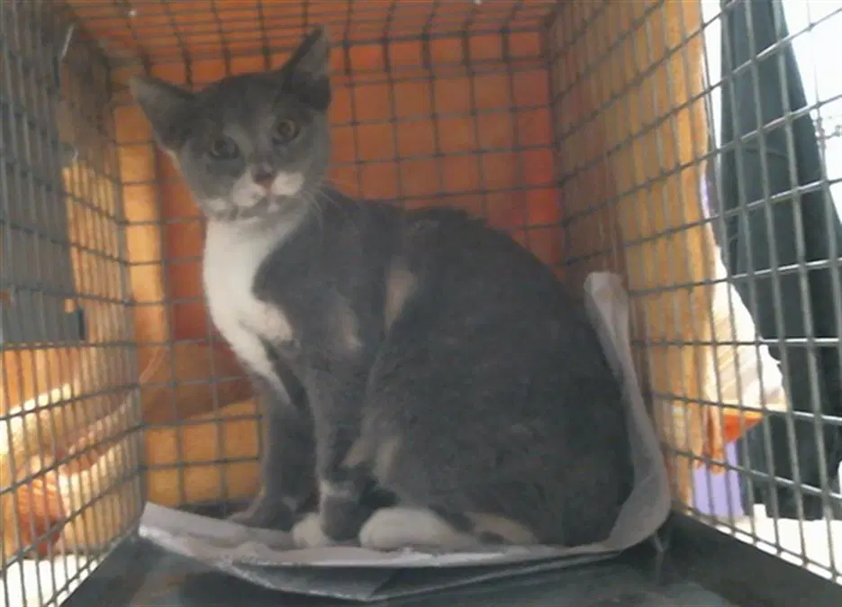 Unknown - Domestic Short Hair