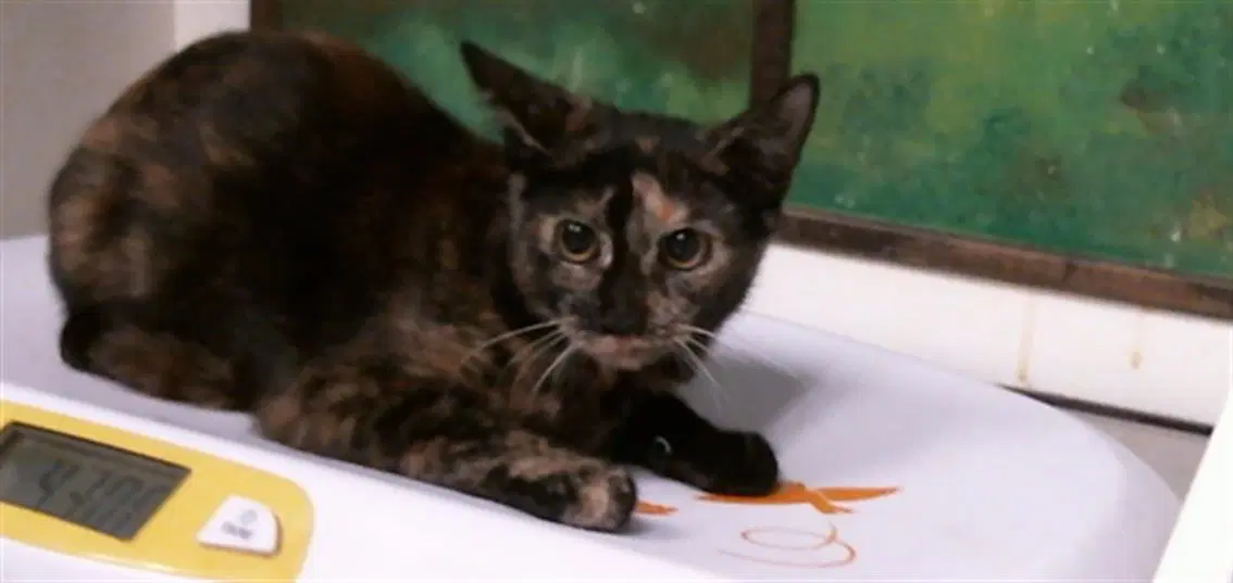 Clefa - Domestic Short Hair