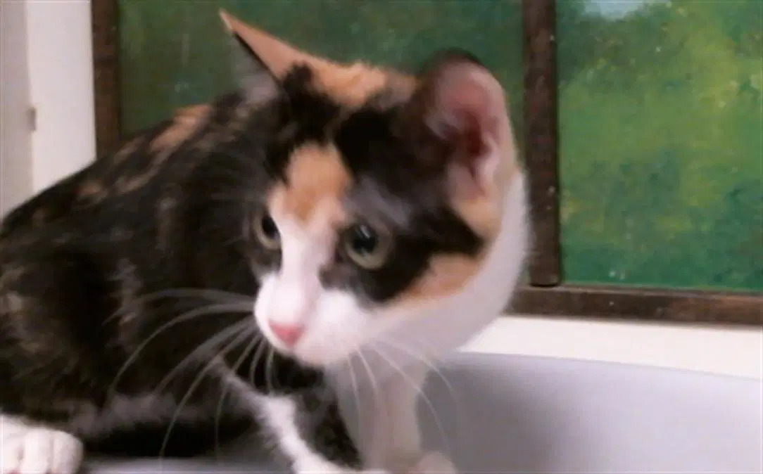 Unknown - Domestic Short Hair