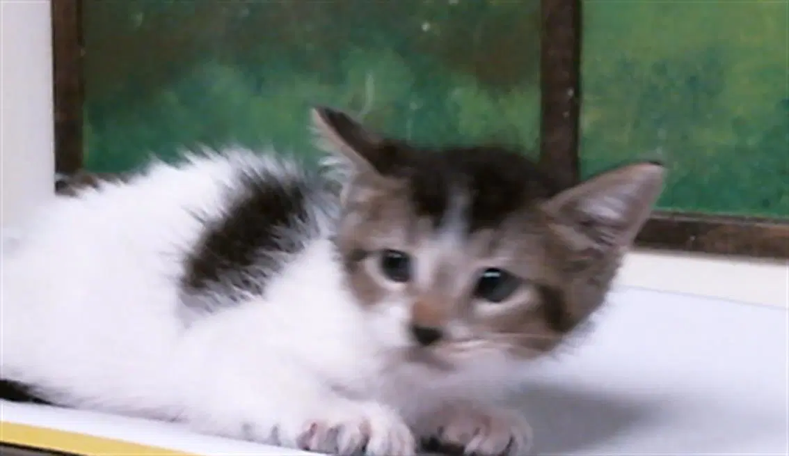 Unknown - Domestic Short Hair