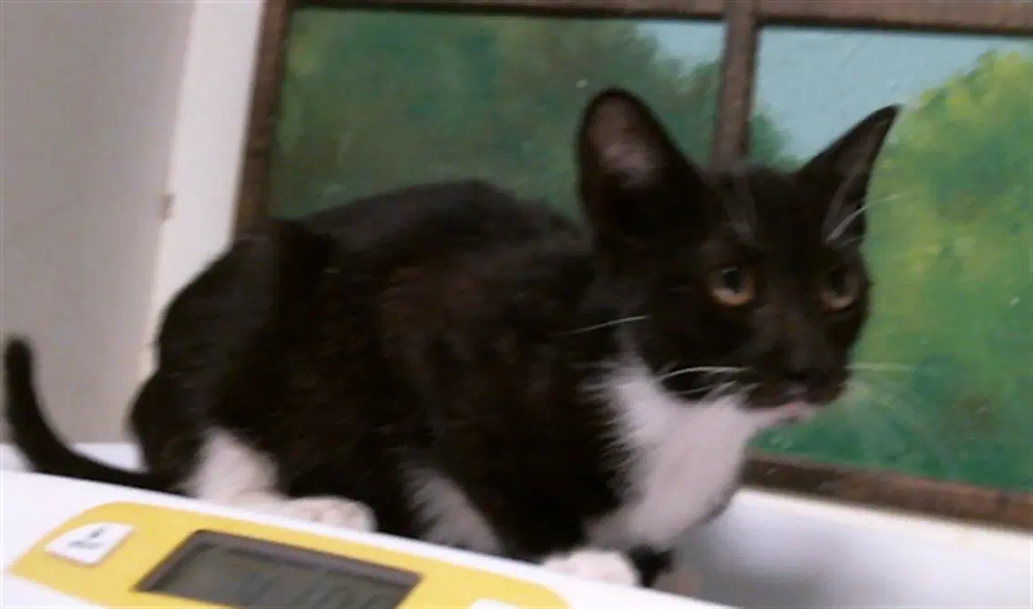 Unknown - Domestic Short Hair