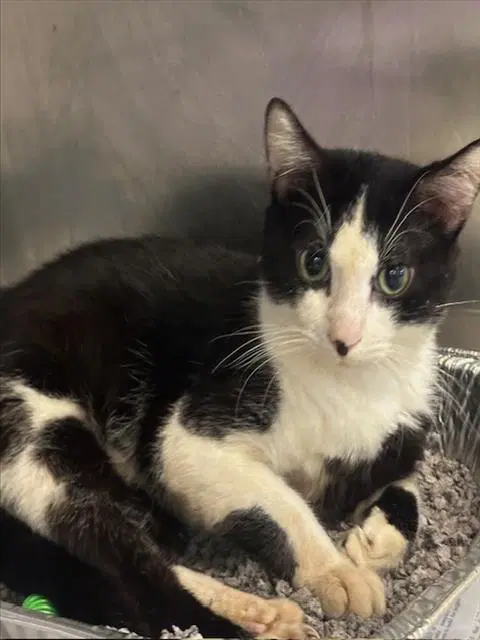 Unknown - Domestic Short Hair