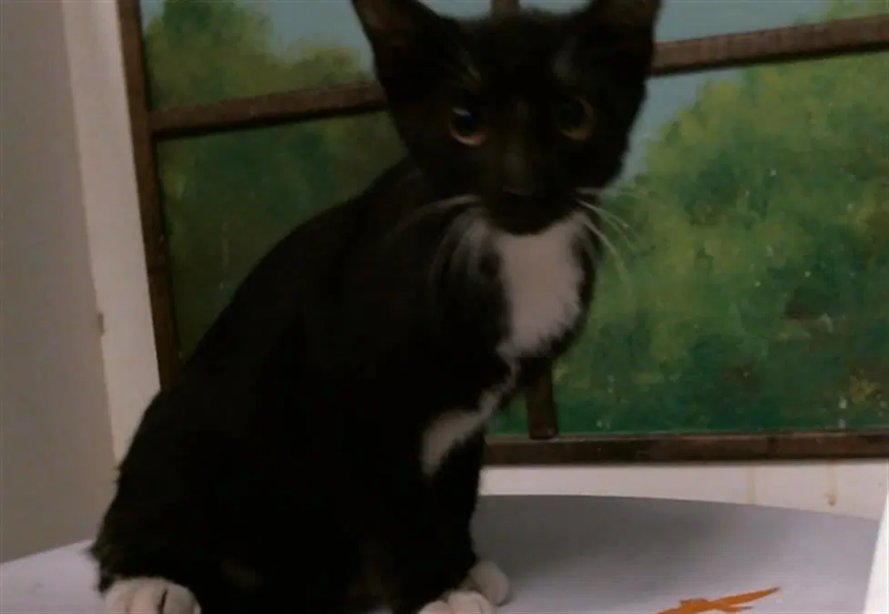 Unknown - Domestic Short Hair