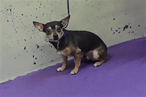 Red - Chihuahua