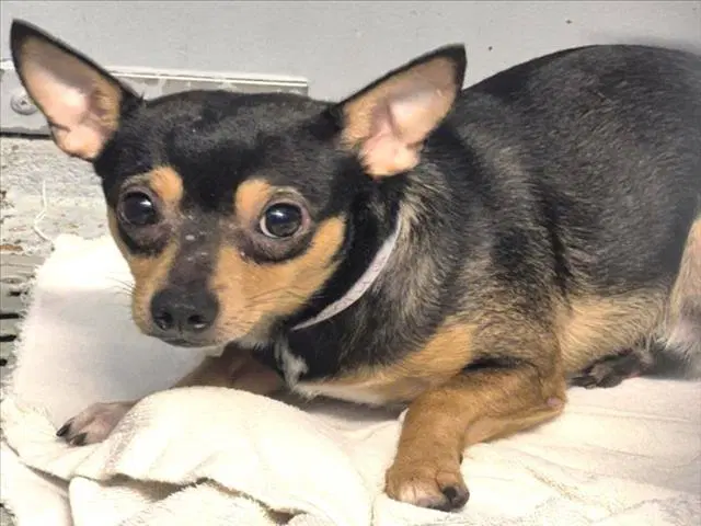 Red - Chihuahua
