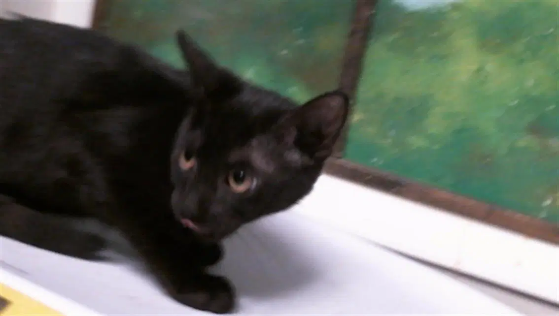 Unknown - Domestic Short Hair