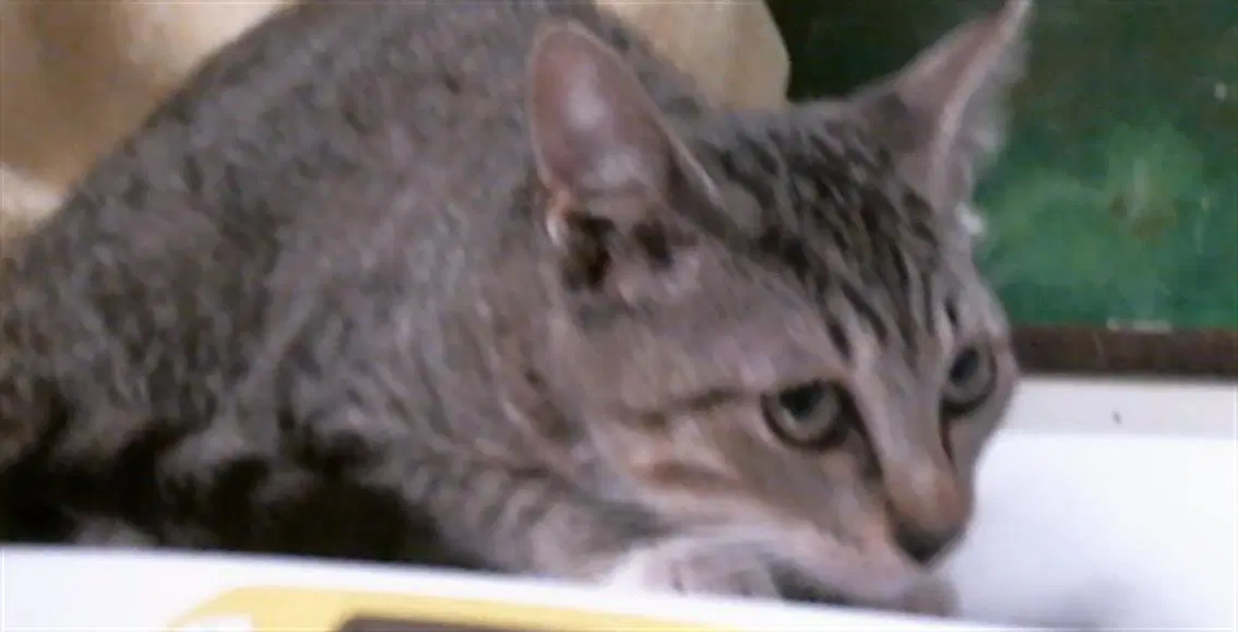 Unknown - Domestic Short Hair