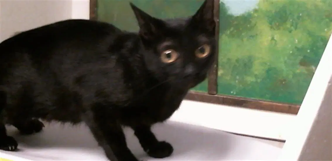 Unknown - Domestic Short Hair
