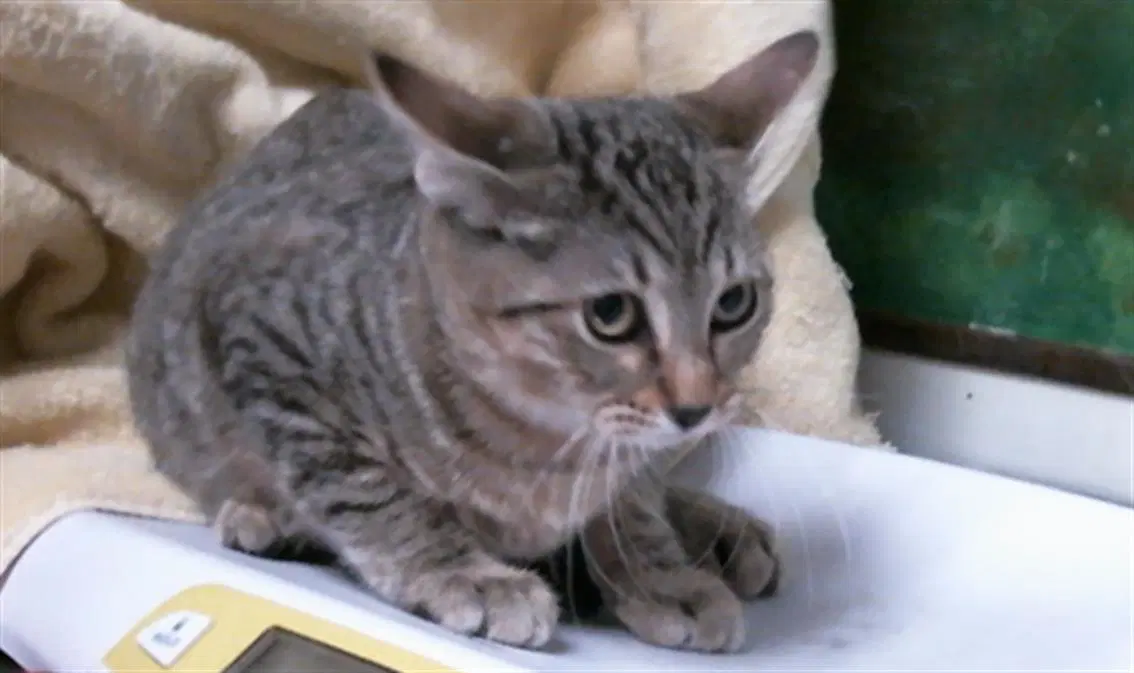 Unknown - Domestic Short Hair