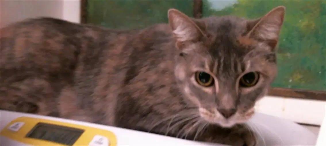Unknown - Domestic Short Hair